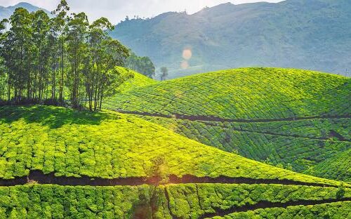 Munnar Thekkady Alleppey Tour Package